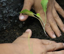 Community Center Gardening Hands Planting
