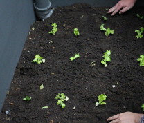 Community Center Gardening Planting Lettuce
