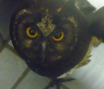 Wildlife Conservation Owl Eyes
