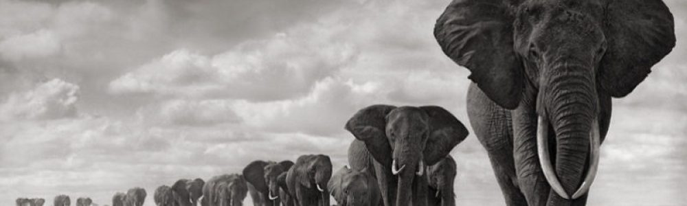 Sebastiao-Salgado-from-Amazonas-Images-Series-800x445